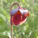 Pitcher Plant by selkie