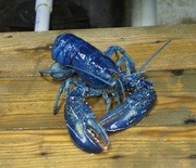 28th Jun 2016 - Blue Lobster