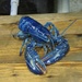 Blue Lobster by selkie