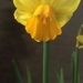 Mini daffodil by Dawn