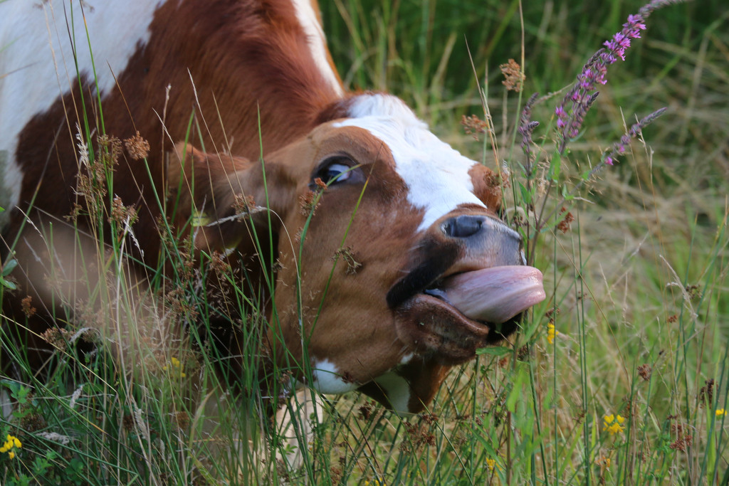 Funny Cow 2 by ingrid01