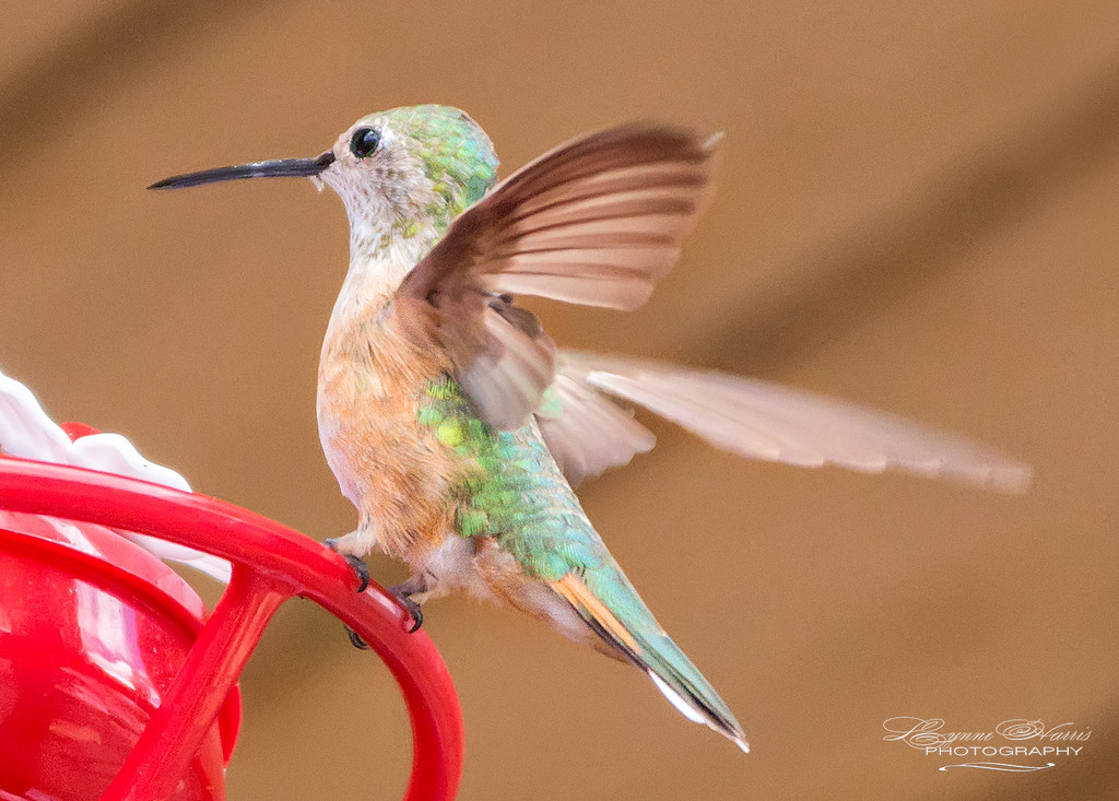 Hummingbird by lynne5477