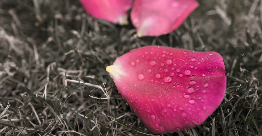 Rose petals after a watering by cristinaledesma33