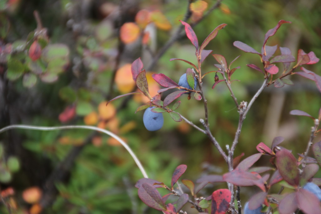Low Bush Blueberries by jetr