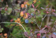 15th Aug 2016 - Low Bush Blueberries