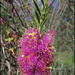 Purple Callstemon (Buttlebrush) flower by kerenmcsweeney