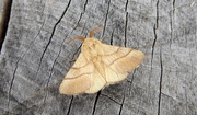 19th Aug 2016 - Moths of Brittany 15. Lackey moth