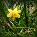 Daffodil by alia_801
