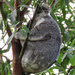 yoga time by koalagardens