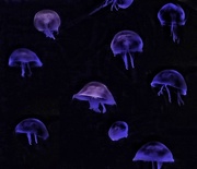 16th Aug 2016 - Jellyfish Martians
