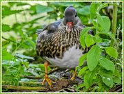 19th Aug 2016 - Mandarin Duck (Juvenile)