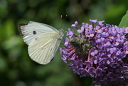 17th Aug 2016 - BUTTERFLY BUSH -ONE