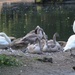 Swan Family by oldjosh