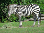19th Aug 2016 - Zebra Stripes