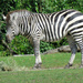 Zebra Stripes by seattlite