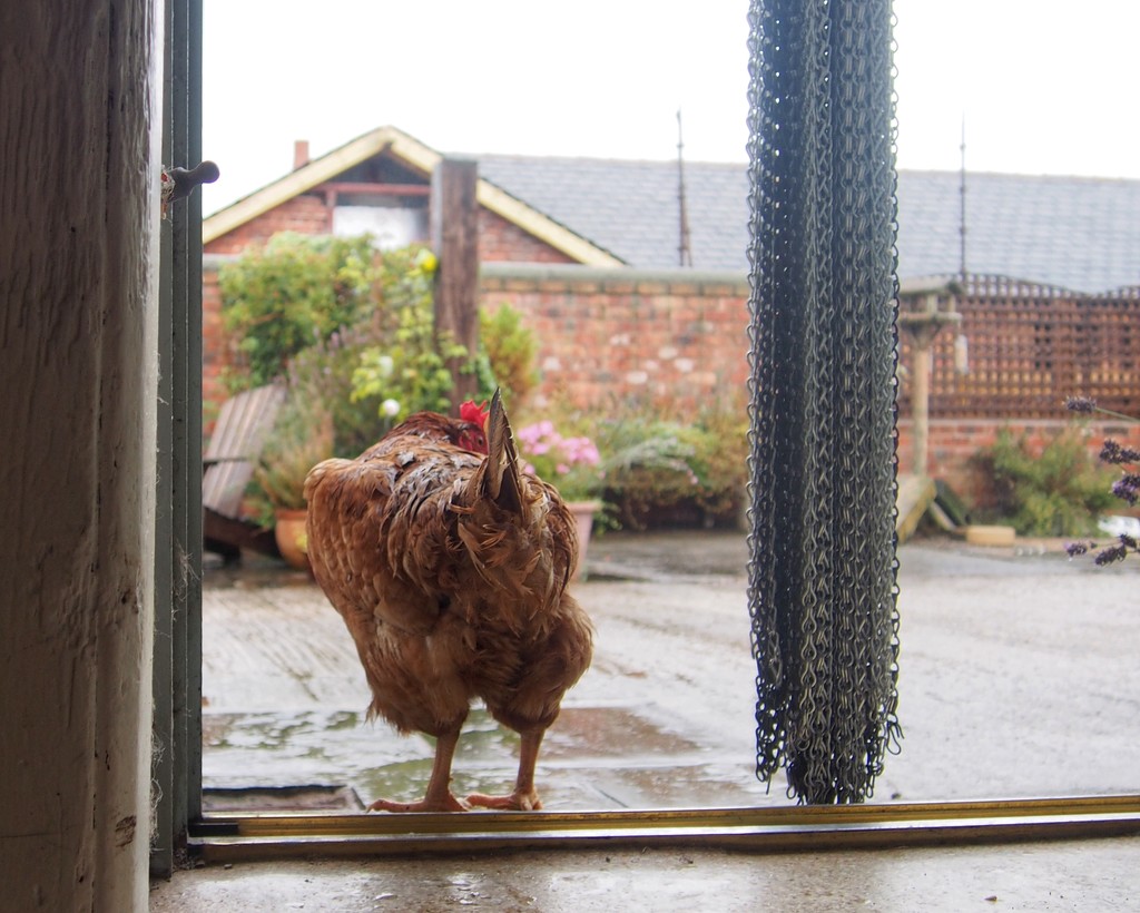 Wet weather for hens! by happypat