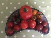 18th Aug 2016 - Day 43- tomatoes