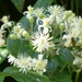 Bug on Pretty White Flowers by susiemc