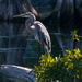 Great Blue Heron! by rickster549