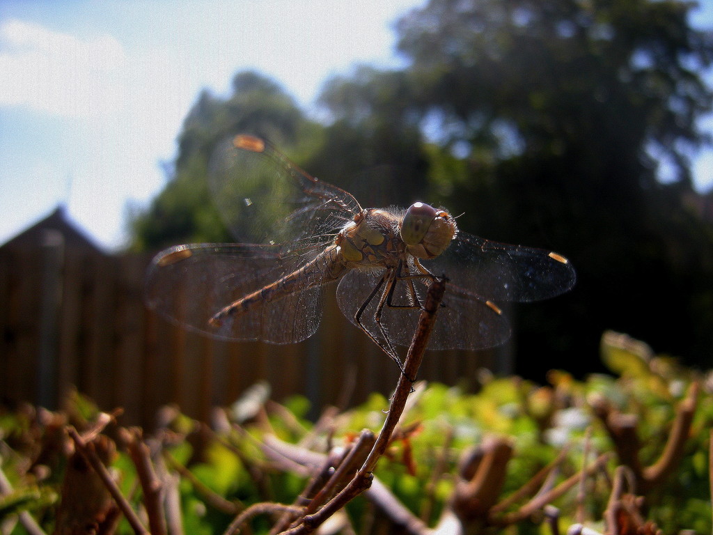 Dragonfly. by pyrrhula