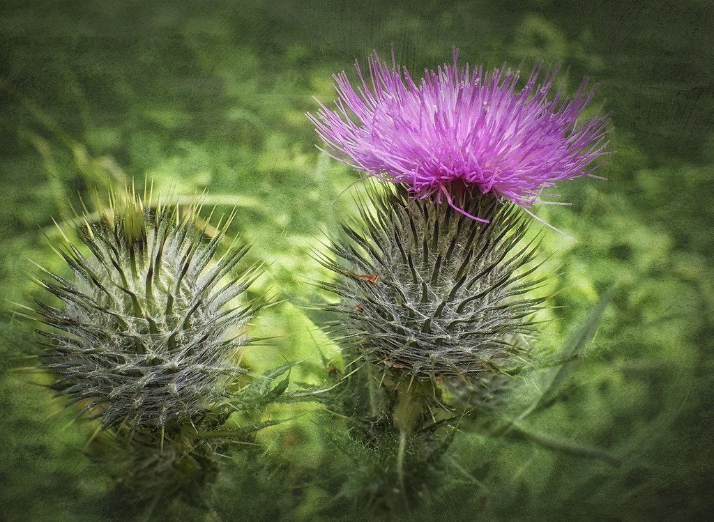 Thistle 2 by jgpittenger