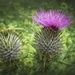 Thistle 2 by jgpittenger