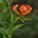 Longwood Gardens Lily? by loweygrace