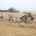 Seagulls just love Chips! by bizziebeeme