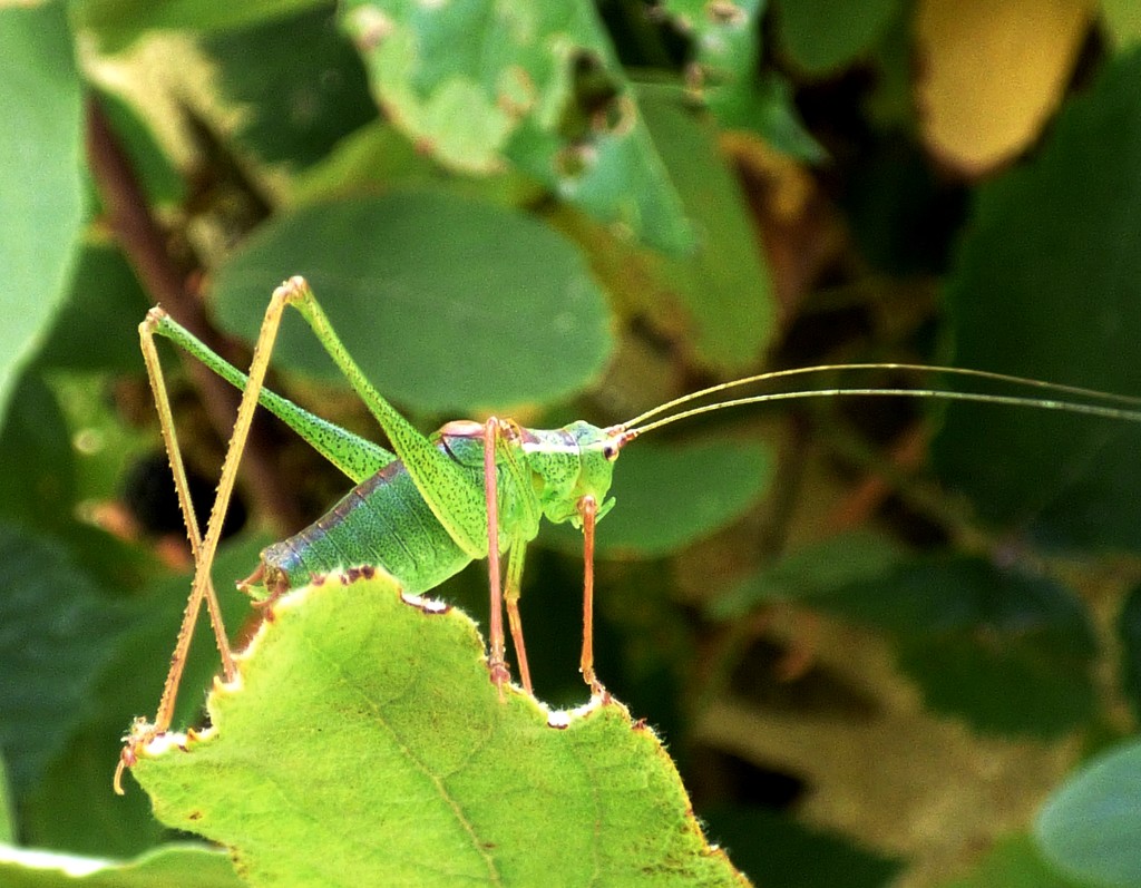 Speckled Bush-cricket (Leptophyes punctatissima) by julienne1