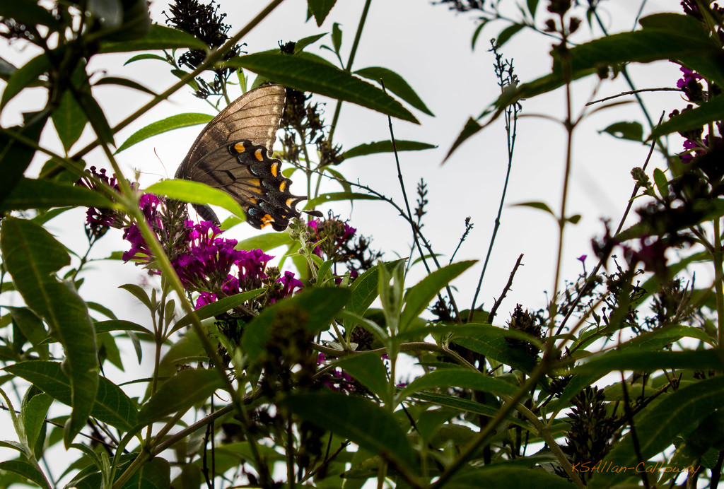 One butterfly by randystreat