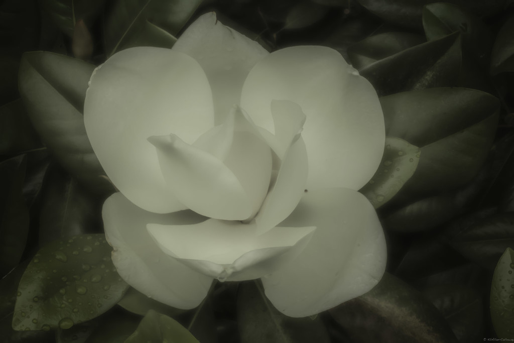 Magnoilia bloom_ by randystreat