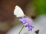 19th Aug 2016 - cabbage white butterfly