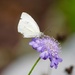 cabbage white butterfly by amyk
