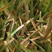 Golden grass by ingrid01