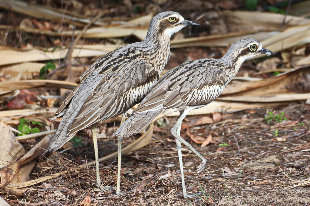 Bush Stone-Curlew by terryliv