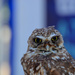 Owliver by mariaostrowski