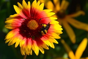 16th Aug 2016 - Bumble Bee