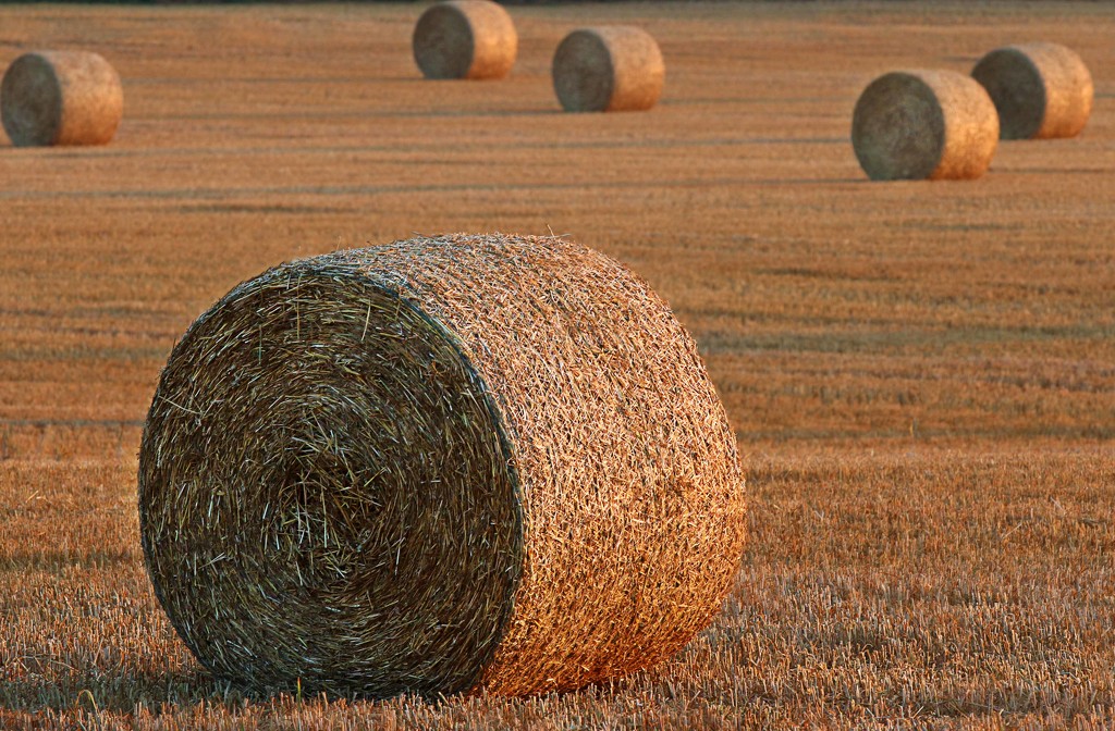 Round Hay Bales by shepherdmanswife