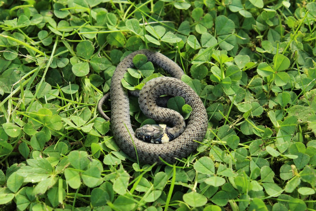 Grass snake by lucien