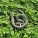 Grass snake by lucien