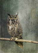 20th Aug 2016 - Great Horned Owl for Textures 