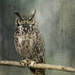 Great Horned Owl for Textures  by jgpittenger