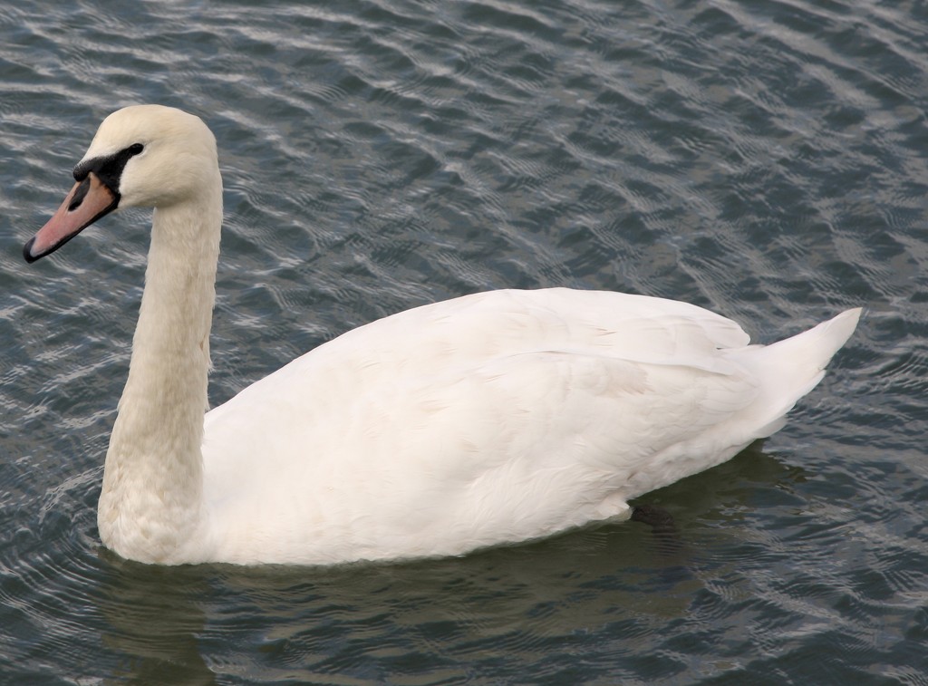 Swan by davemockford