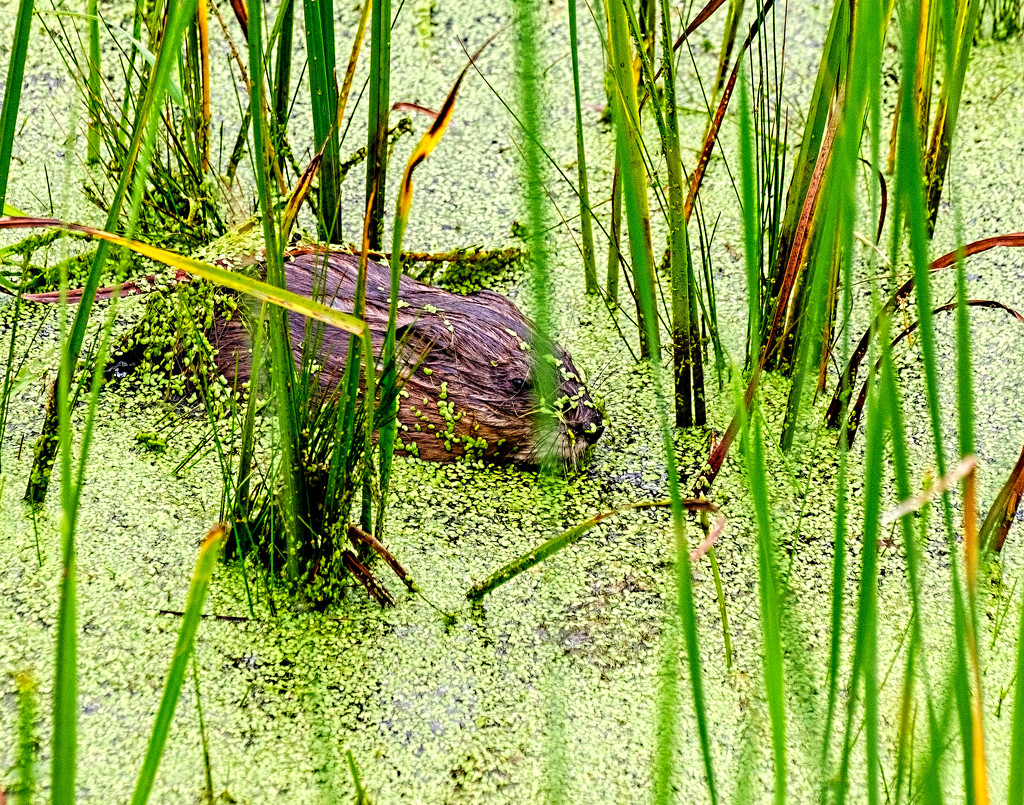 Muskrat by tosee
