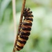 Caterpillar by mattjcuk