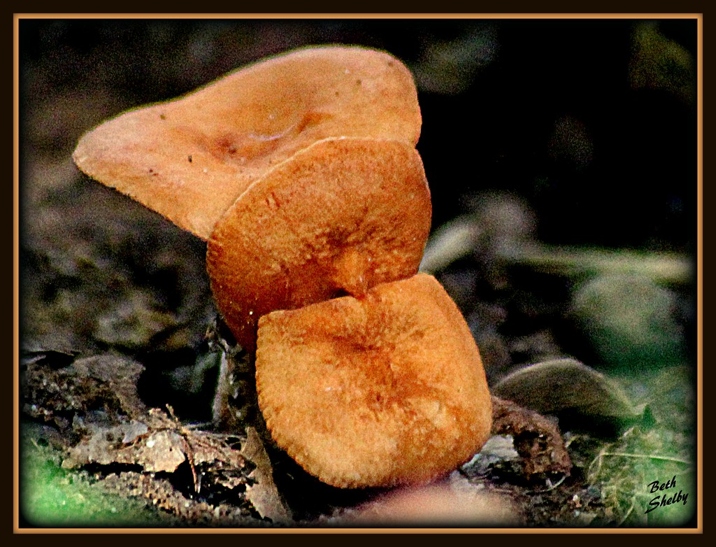 Fun Guy?  (Fungi) by vernabeth