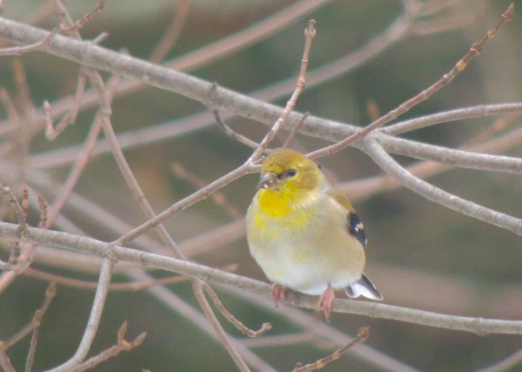 Goldfinch by sunnygreenwood