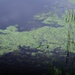 duckweed... by earthbeone
