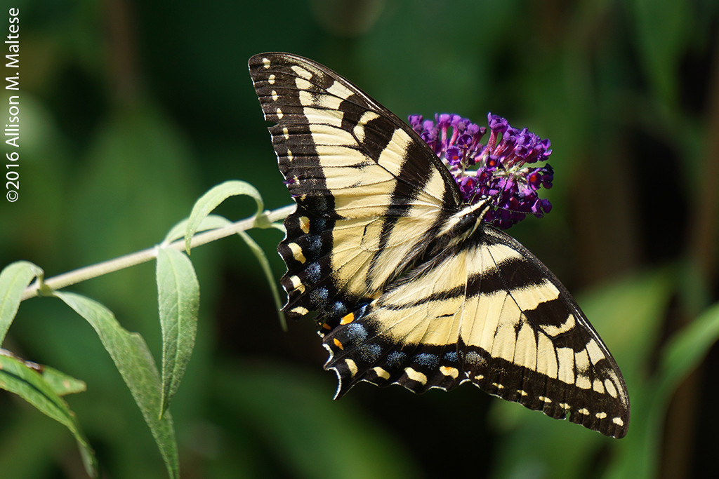 Female Tiger Swallowtail by falcon11