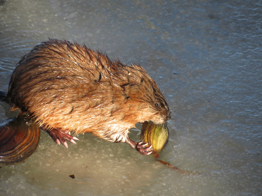 Muskrat Herbivore ! by tosee